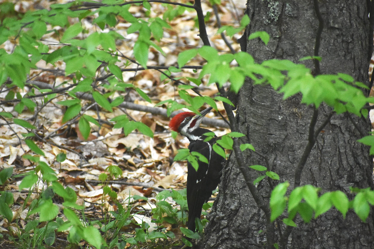Exploring Birds: How to attract Pileated Woodpecker